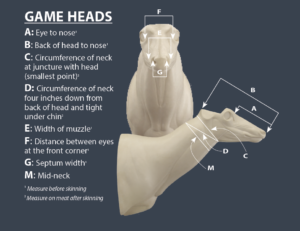 Game head measurements
