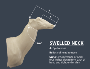Swelled neck