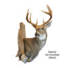 Whitetail Checkin' His Backtrail Pedestal - Thumbnail Image 2