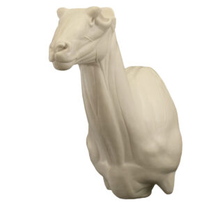 Dall Sheep Upright Wall Mount 7" x 12 3/4" x 17 1/2"