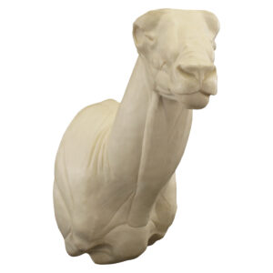 Desert Bighorn Slight Right Wall Mount 8" x 17 3/4"