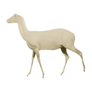 Springbok Walking Forward