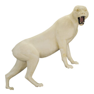 Cougar Standing Upright on All Four