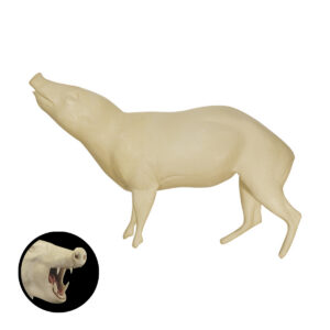 Peccary Standing Head Up and Open Mouth