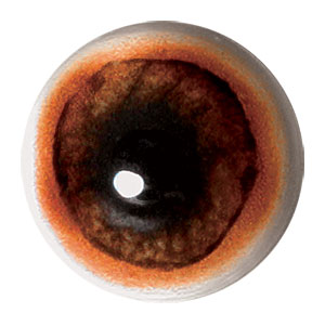 Tohickon Concave/Convex Bear Eye with White Band