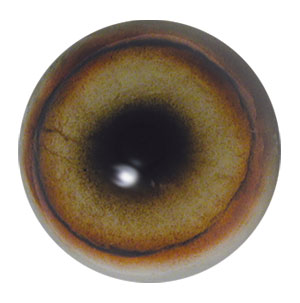 Tohickon Premium Coyote Concave/Convex Eyes with White Band