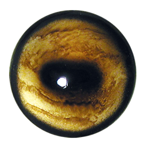 Tohickon Fallow Deer Eyes Aspheric