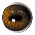 Tohickon Deer Eyes Pre-Rotated