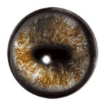 Tohickon Caribou Eye Aspheric