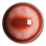 Tohickon Albino Eyes Aspheric