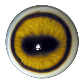 Tohickon Bighorn Aspheric Eyes