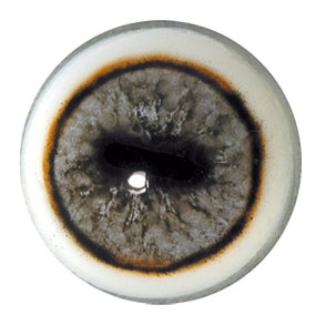 Tohickon Caribou Eye Aspheric with White Band 24/32mm