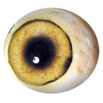 Tohickon Coyote Forward Looking 16mm Iris