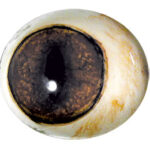 Tohickon Gray Fox Looking Forward Iris 16mm