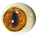 Tohickon Red Fox Looking Forward Iris 16mm