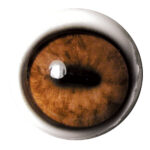 Tohickon Axis Deer OpTech Aspheric Eyes