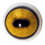 Tohickon Bighorn Aspheric Eyes OpTech