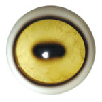 Tohickon Dall Sheep Aspheric Eyes OpTech