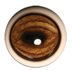 Tohickon Fallow Deer Eyes Aspheric with OpTech