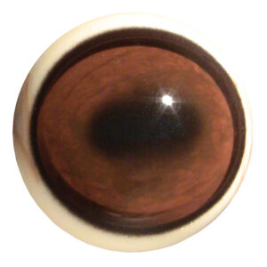 Tohickon Hartebeest IQ Series Eyes Looking 29/36mm.