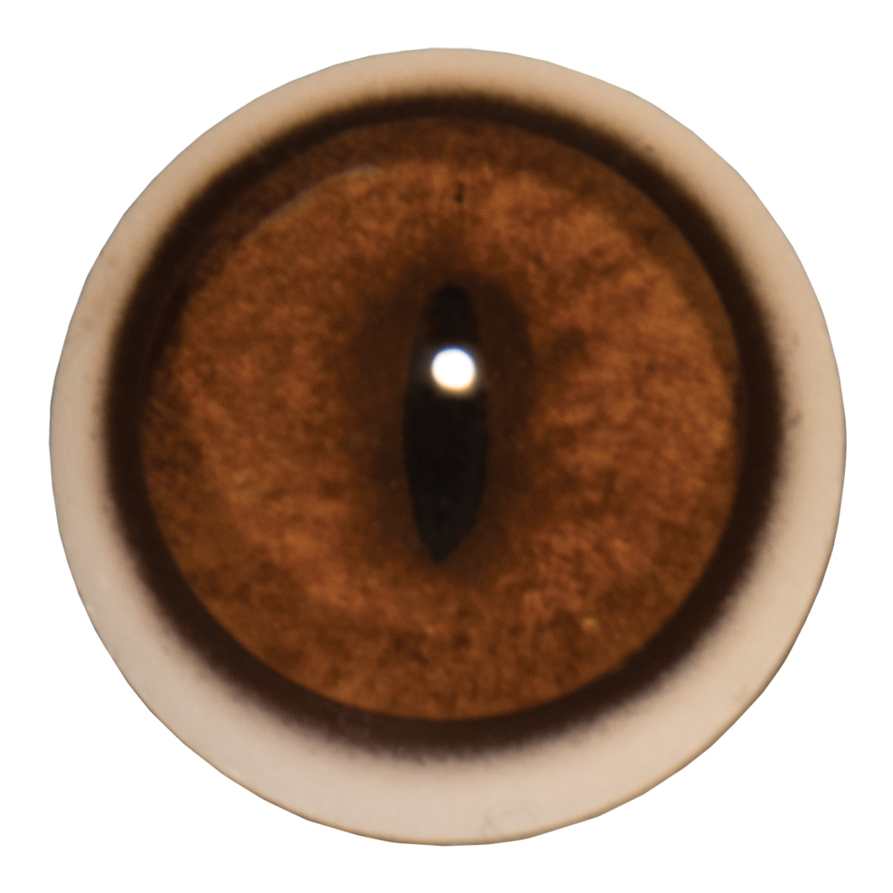 Tohickon IQ Gray Fox Series Eyes with White Band