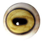 Tohickon IQ Series Mouflon Sheep Eyes