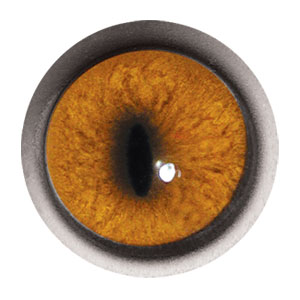 Tohickon IQ Red Fox Series Eyes with White Band