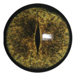 Payers Alligator Eye