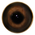 Payer Boar Eye No White Band