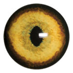 Payer Bobcat Eye No White Band
