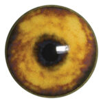 Payers Coyote Eye No White Band