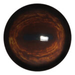 Payer Deer Eye No White Band