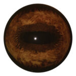 Payer Elk Eye with White Band