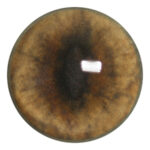Payers Gray Fox Eye No White Band