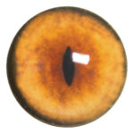 Payers Red Fox Eye No White Band
