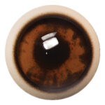 Payer Bear with White Band