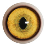Payer Bobcat Eye with White Band