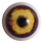 Payers Coyote Eye With White Band