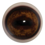 Payer Deer Eye with White Band