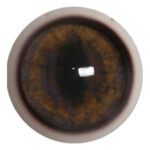 Payers Gray Fox Eye with White Band