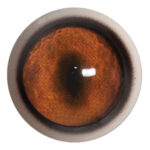 Payers Red Fox Eye with White Band