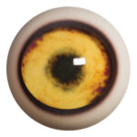 Payers Wolf Eye with White Band
