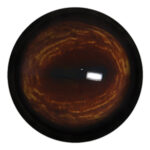 Payer Deer Eye with Defined Cornea and No White Band