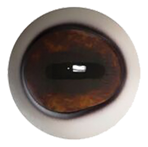 Payer Elk Eye with Defined Cornea with White Band