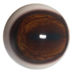 Payer Deer Eye with Pre-Rotated and White Band