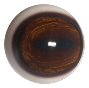 Payer Deer Eye with Pre-Rotated and White Band