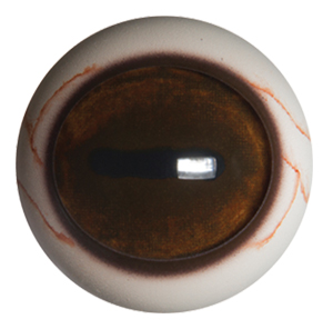 Payer Deer Eye with Defined Cornea and White Band with Veins