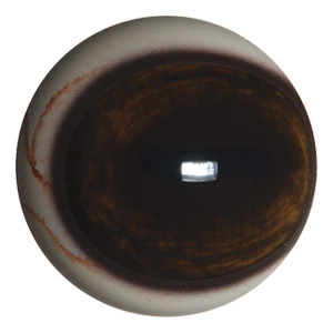 Payer Deer Eye with Pre-Rotated with Defined Cornea and White Band with Veins