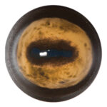 Payer Sheep Eye No White Band
