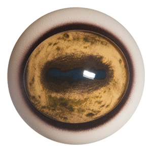 Payer Sheep Eye with White Band